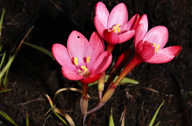     Фото: Brian du Preez