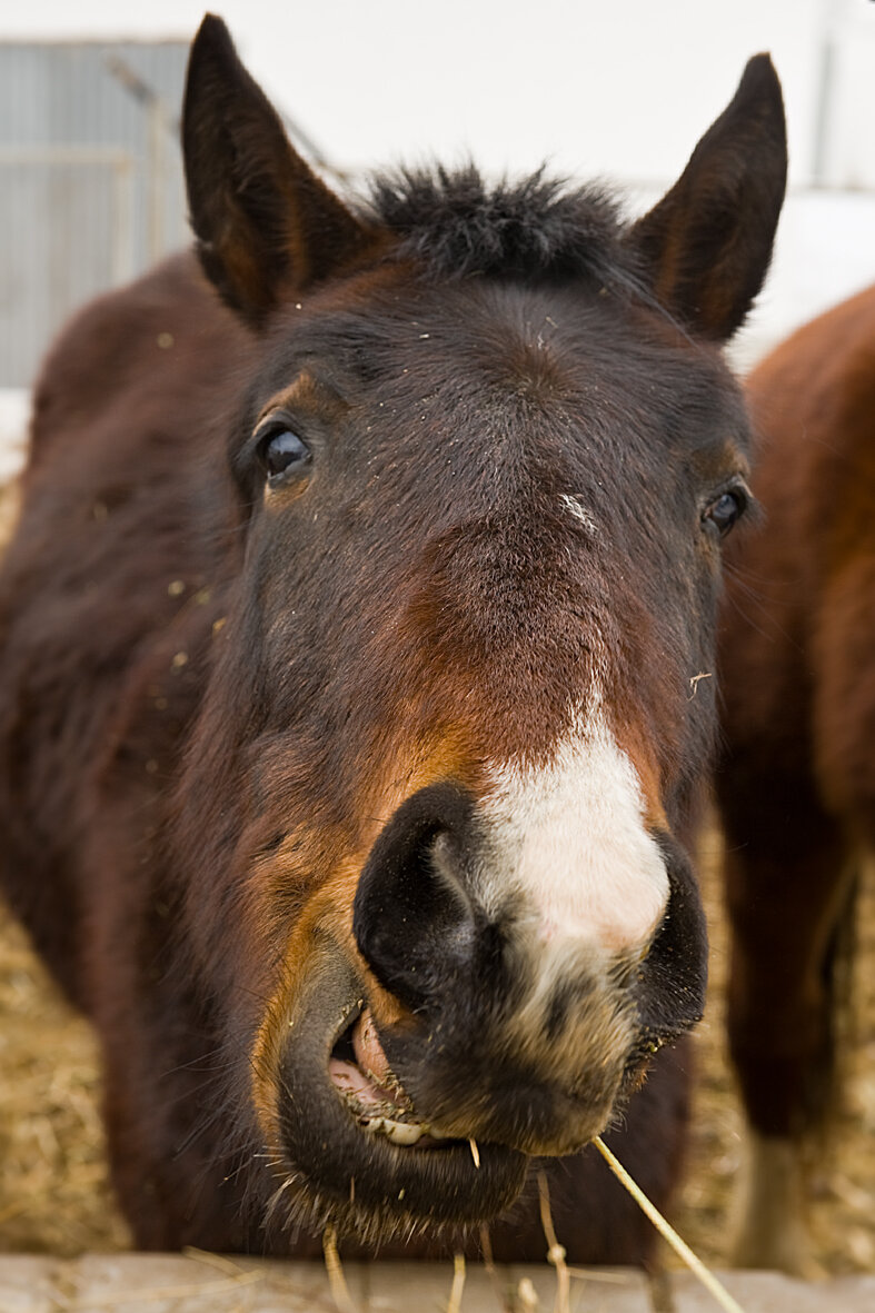 "Соломы хочешь?"