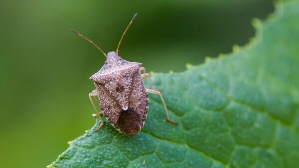   CC BY 2.0 / Melissa McMasters / Brown stink bug
