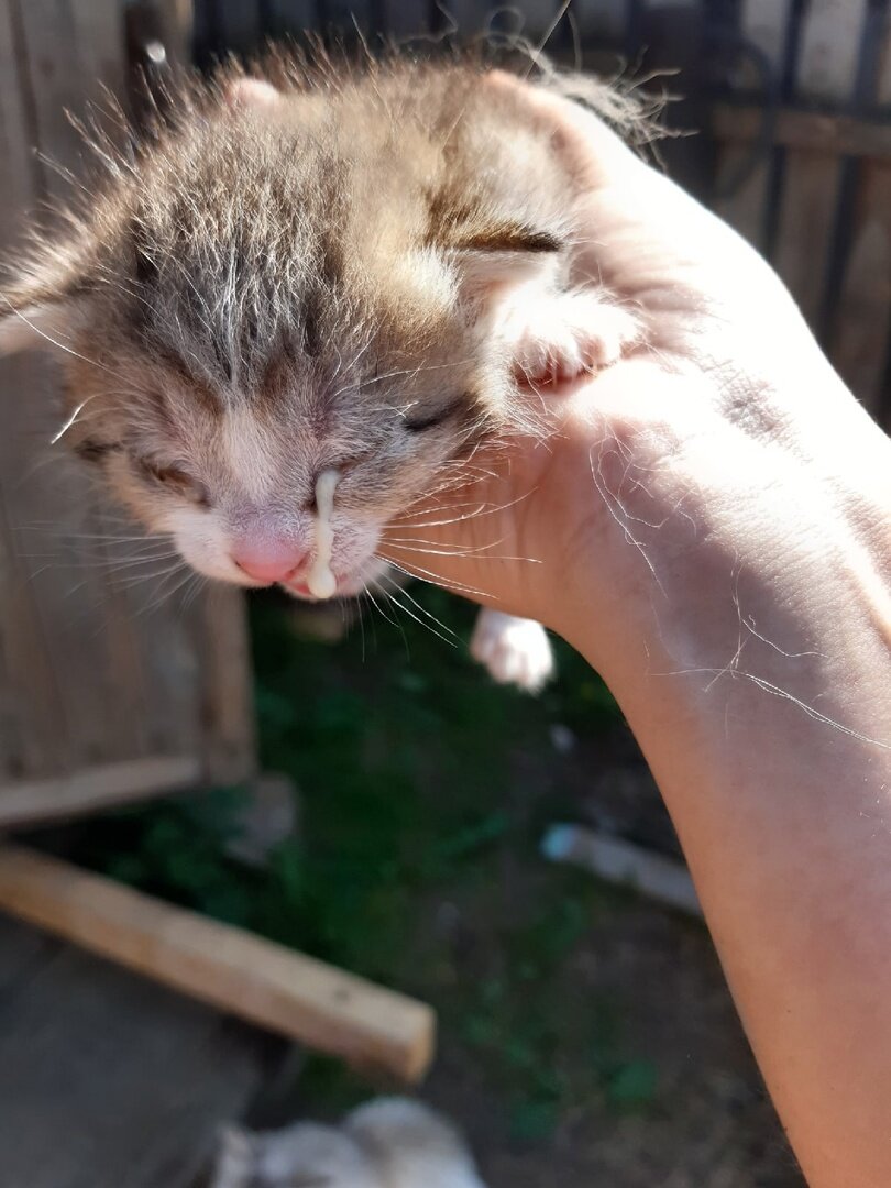 Таким нашли котенка