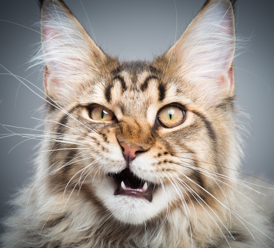 яндекс фото