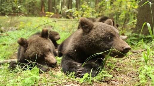 ОДНАЖДЫ ЖАРКИМ ЛЕТНИМ ДНЕМ… (Часть 1)