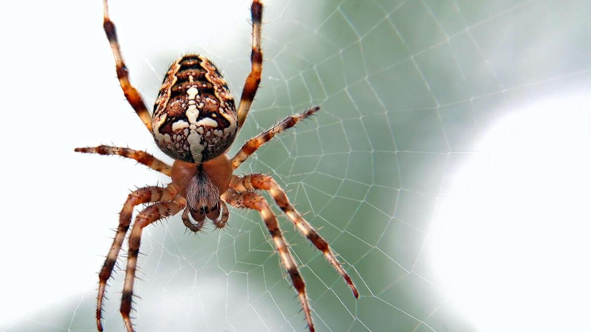    Большой коричневый паук сидит на паутине:Unsplash/Ed van duijn
