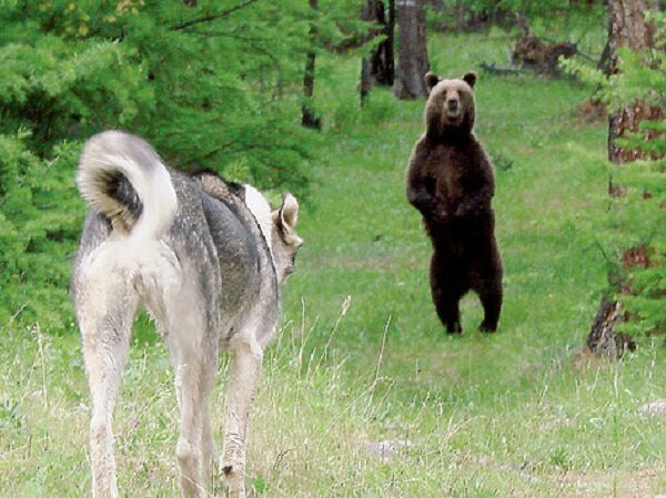 Молодая собака осторожно облаивает зверя