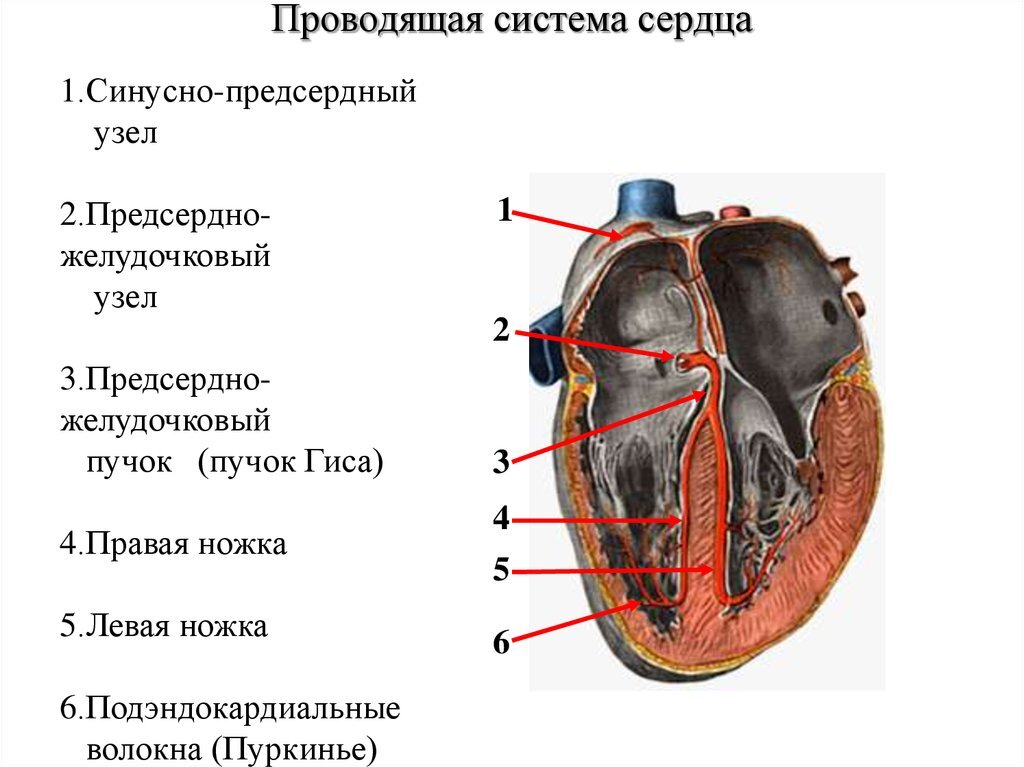 Экстрасистолия сердца