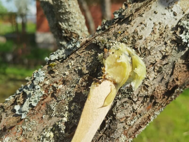 Обработка садовым варом