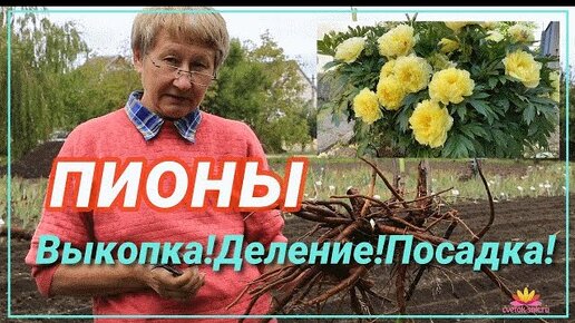 Деление и посадка пионов. Ретроспектива / Сад Ворошиловой