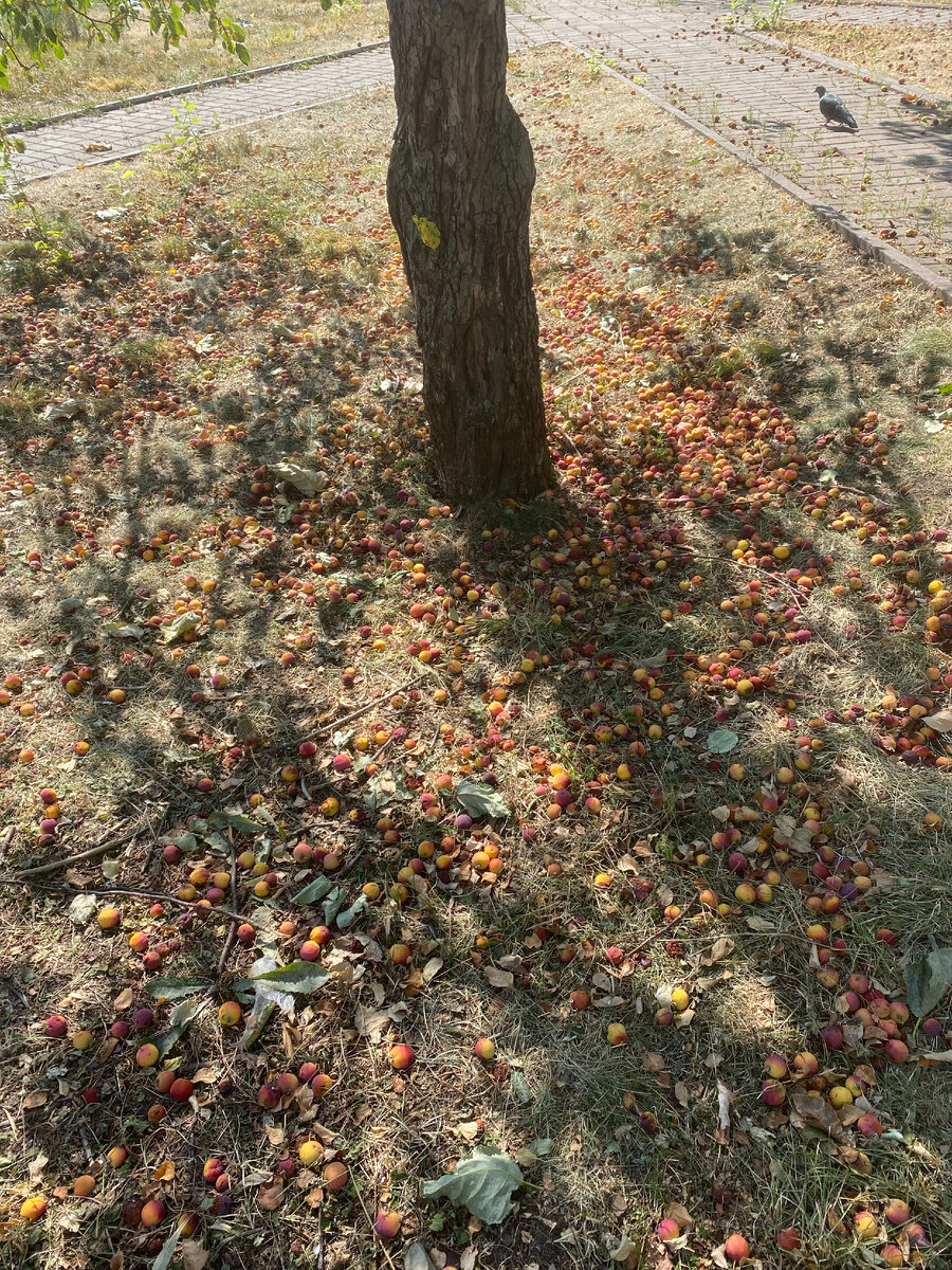 Время собирать яблоки...