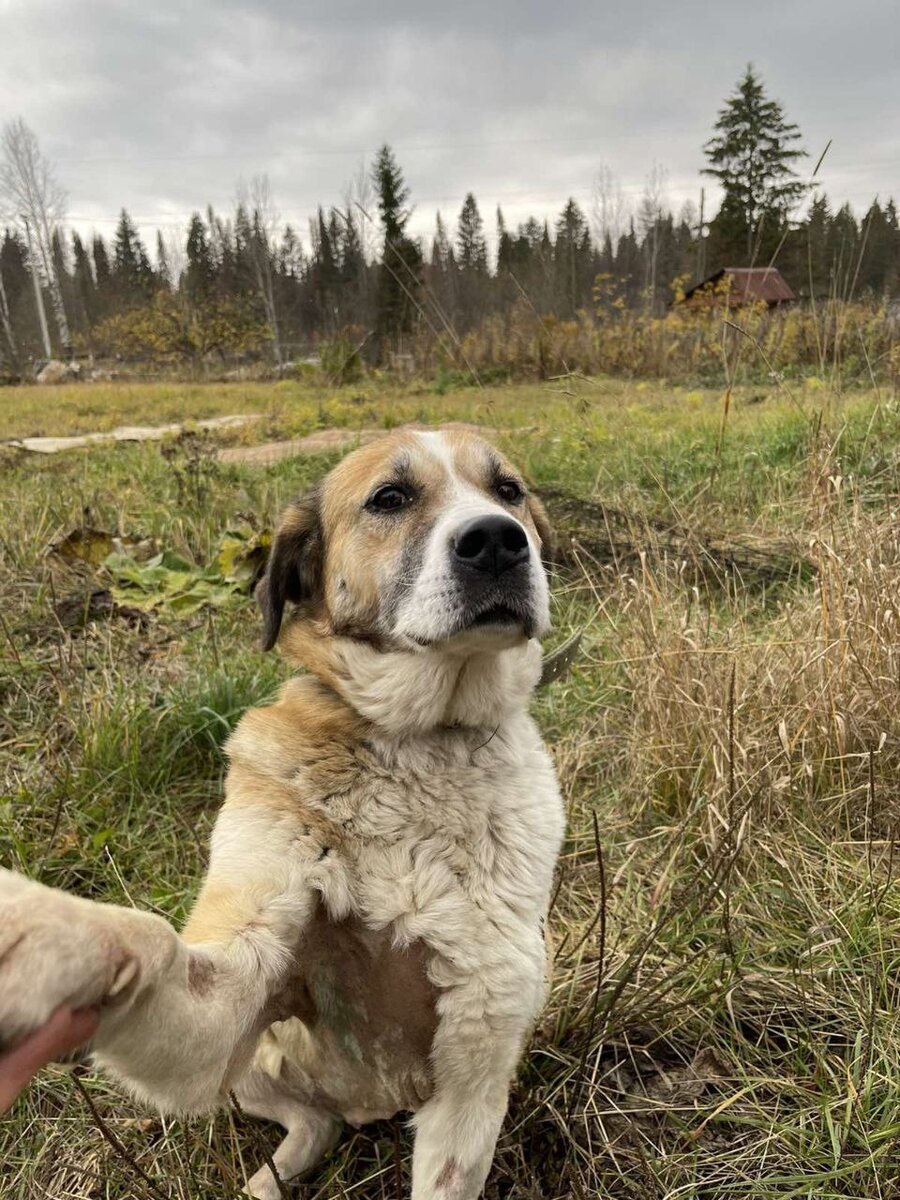 Берта, милейший девочка, найдёшь ли ты дом?