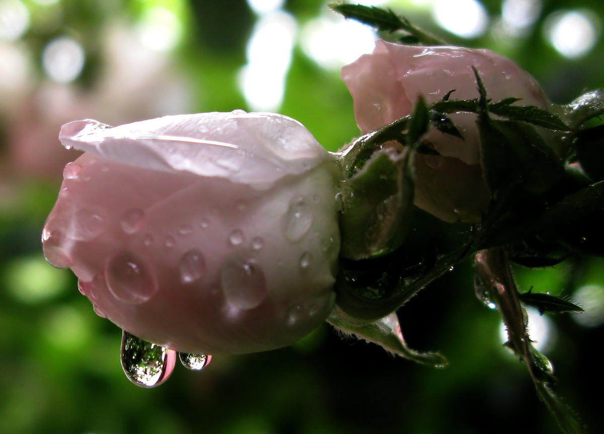 Важно! Соединение в препарате Инфинито двух мощных ингредиентов с новым механизмом действия предупреждает возможность выработки устойчивости грибков класса Оомицетов к разработанному фунгициду.