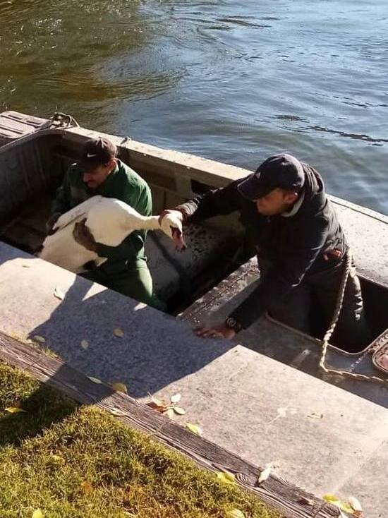     Лебеди покинули городское озеро / Пресс-служба администрации Астрахани