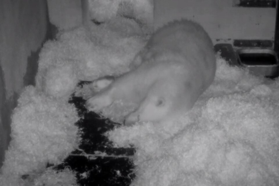     Зоологи засняли сон белого медведя Диксона на видео Фото: стоп-кадр из видео
