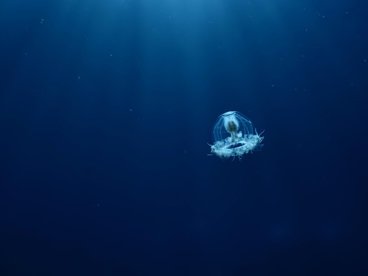    фото: Shutterstock/Fotodom.ru