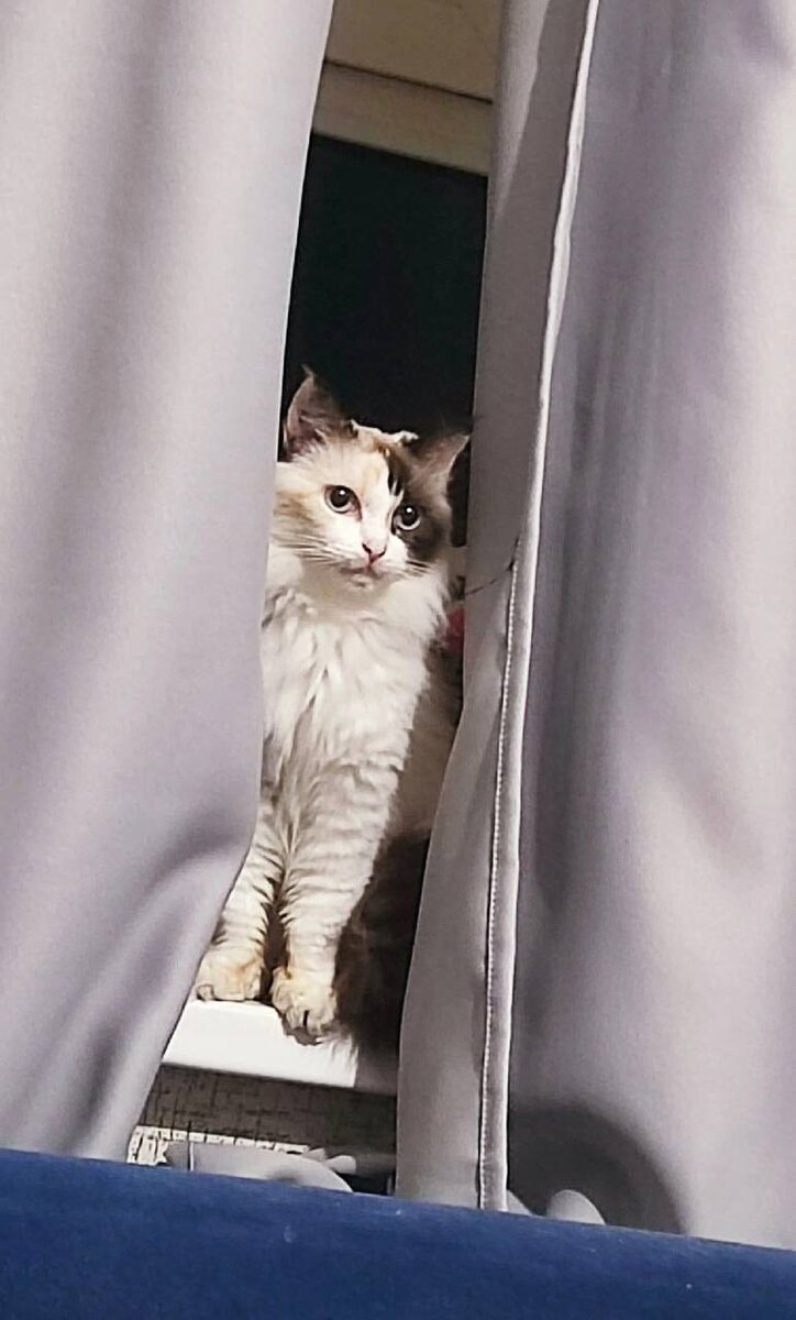 Эту кошку нашли, да, куча проблем. Нужна помощь.  И именно на неё выпал мой обман. 