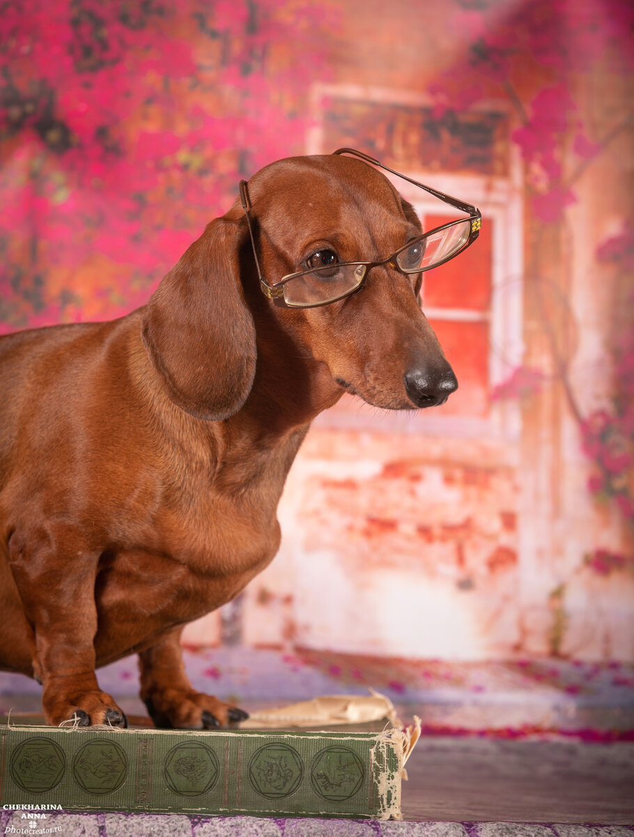 Жизнь животных-ерунда...А вот жизнь Ксюши достойна значительно более толстого издания...