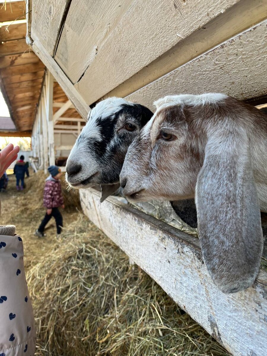 Козы нубийской породы 