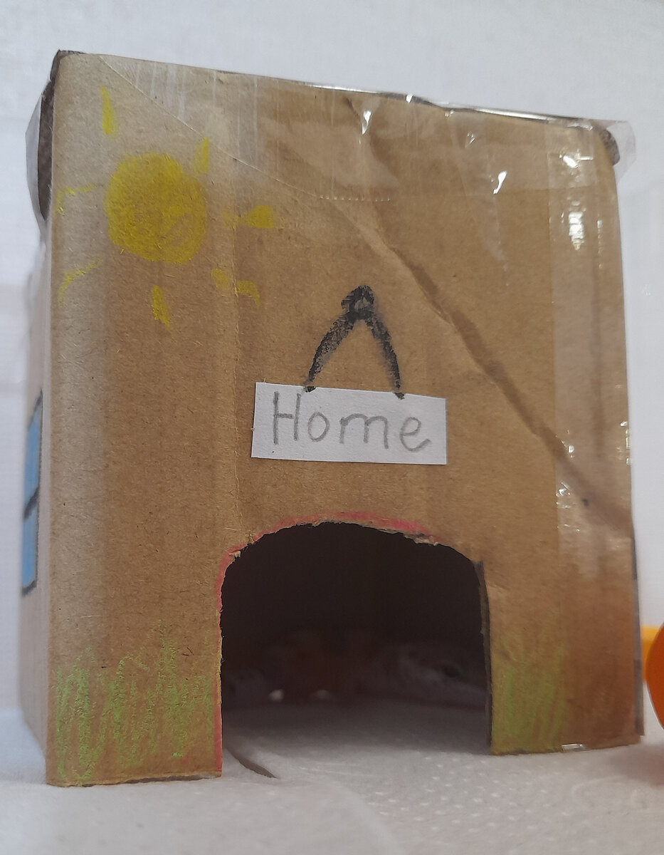 Я сделала новый домик для Клауса.Видимо ему он очень понравился.😜