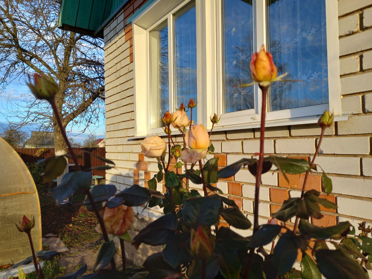Последние розы. 1 ноября. 