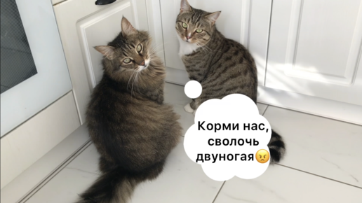 Как стать врагом своим котам. Достаточно просто забыть разморозить мясо🤪