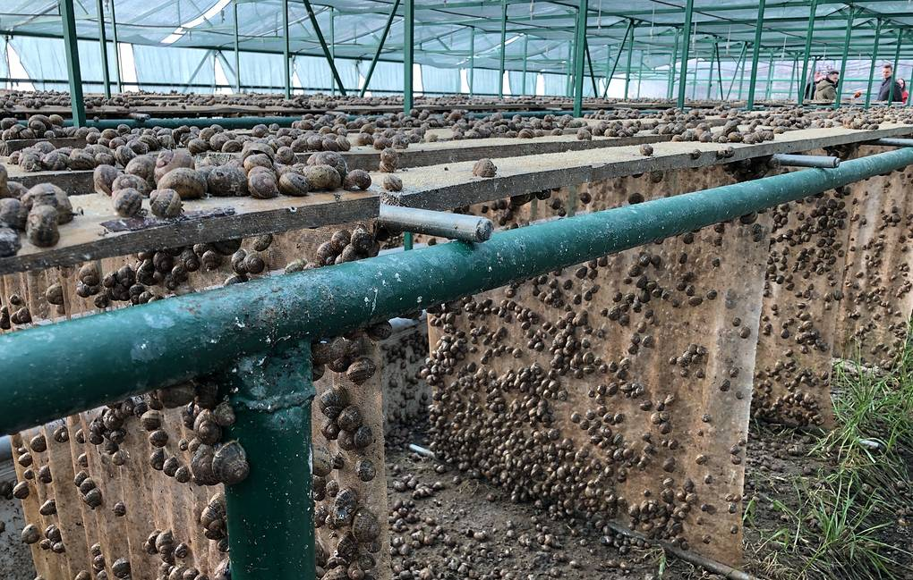 «Улиточный сад». Ставропольский край. Фото: agroinvestor.ru