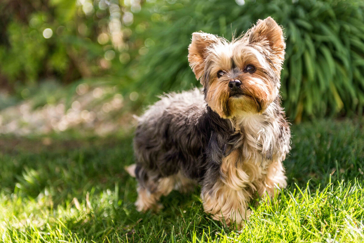 Гламурная собачка или бесстрашный пес: йоркширский терьер, плюсы и минусы породы