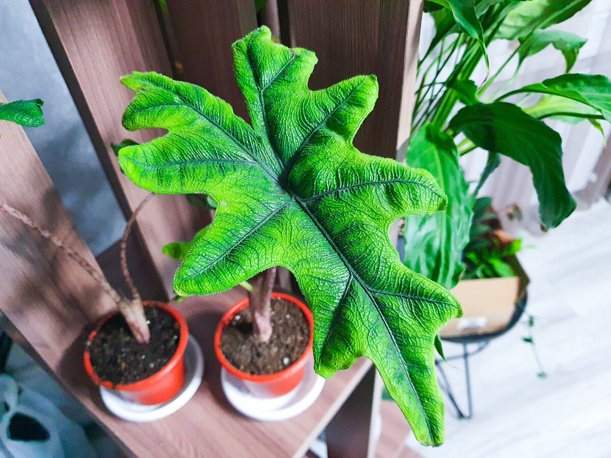 Это же просто вау... Нет, ВАУУУУ!!!