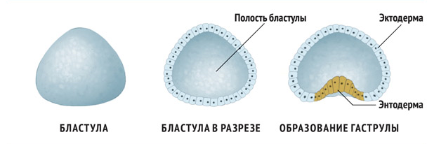 Однослойный зародыш в форме шара