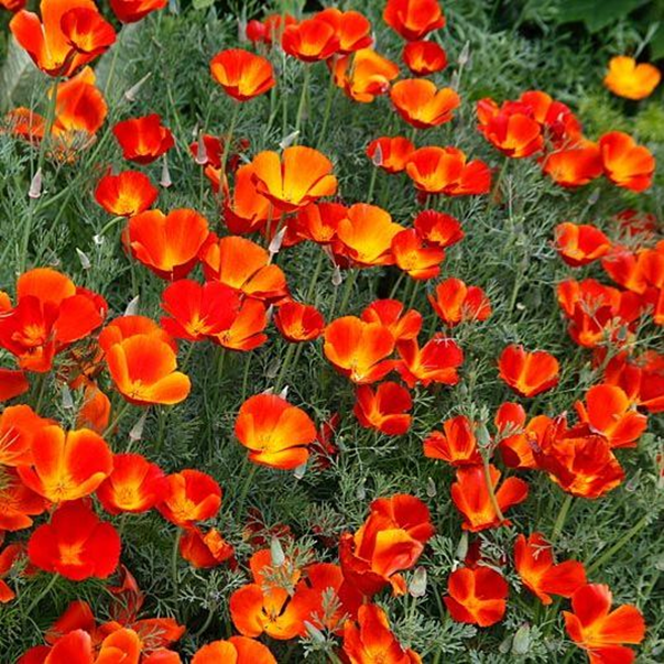 Eschscholzia californica эшшольция Калифорнийская