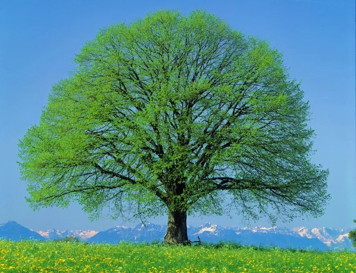 Ну разве у ясеня не "космическая" крона?