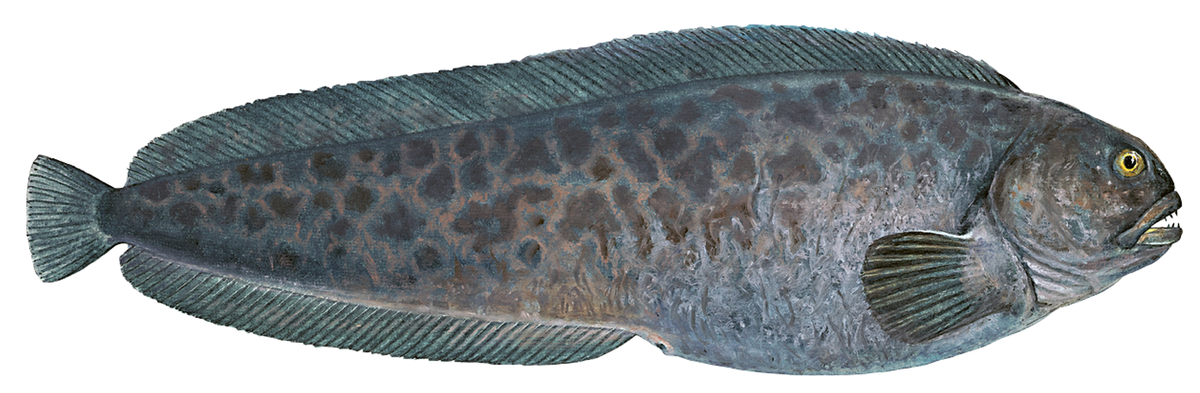Anarhichas denticulatus