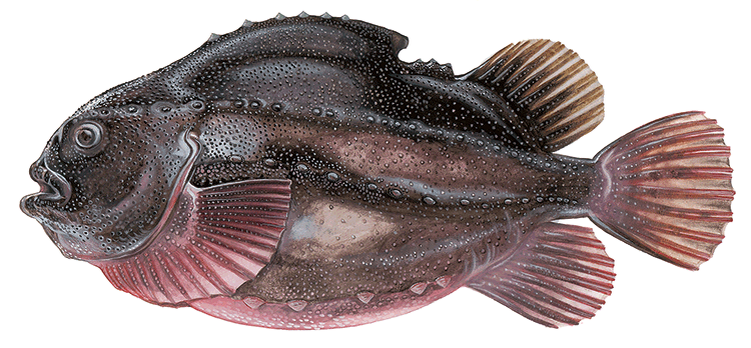 Cyclopterus lumpus
