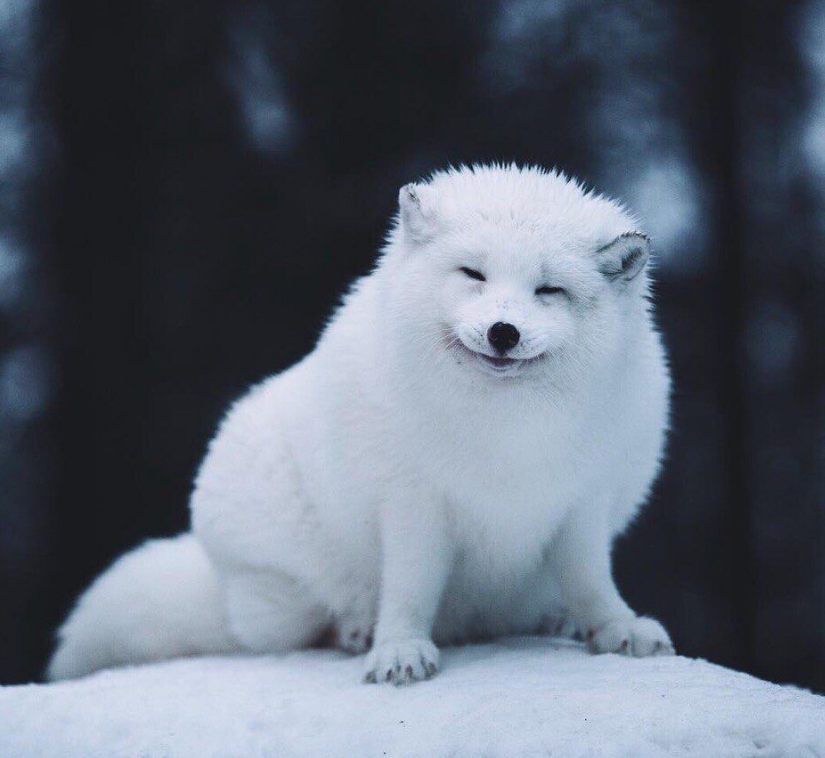 Песец обыкновенный