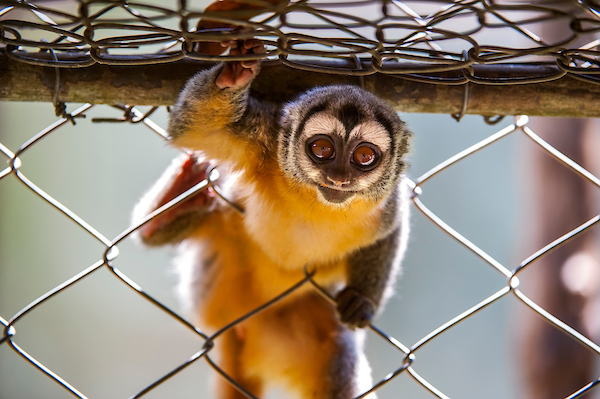 Дурукули: единственные в мире обезьяны, которые не спят по ночам | Заметки  о животных | Дзен