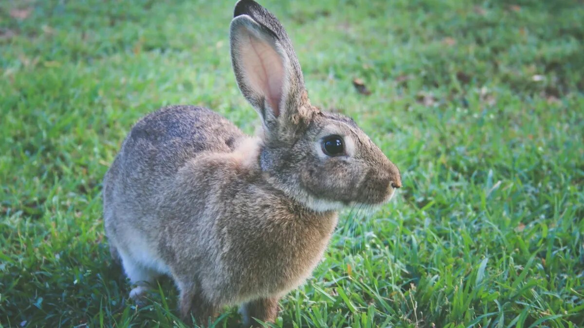 Не стоит дарить изделия из меха и кожи. Фото: www.piqsels.com