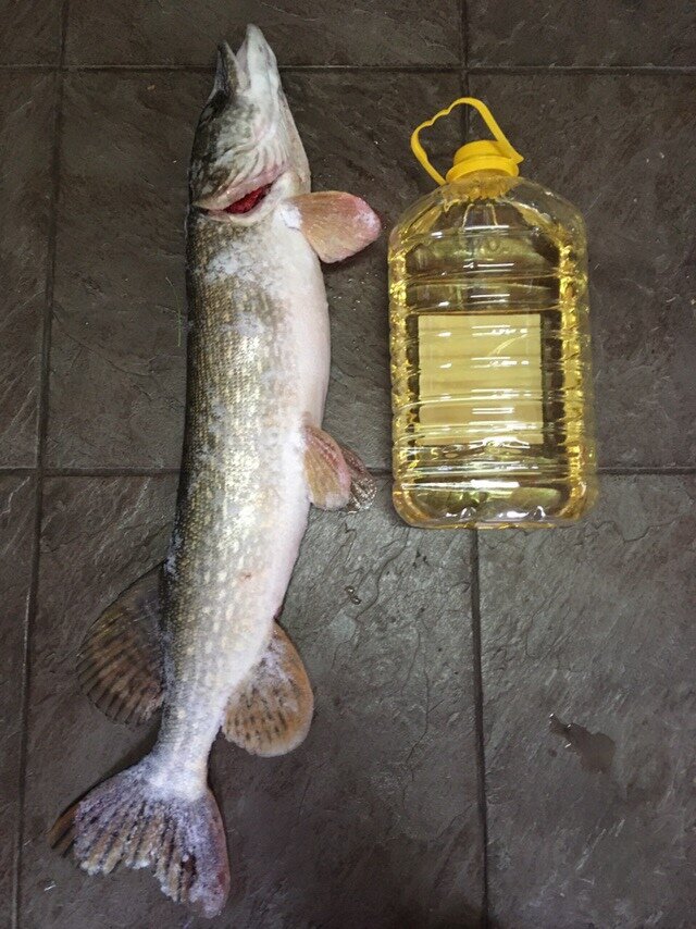 Рекордная для нас в тот момент щука. Пойманная на жерлицы.