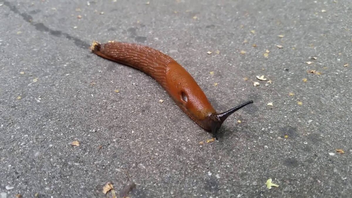 Характерный слизистый след