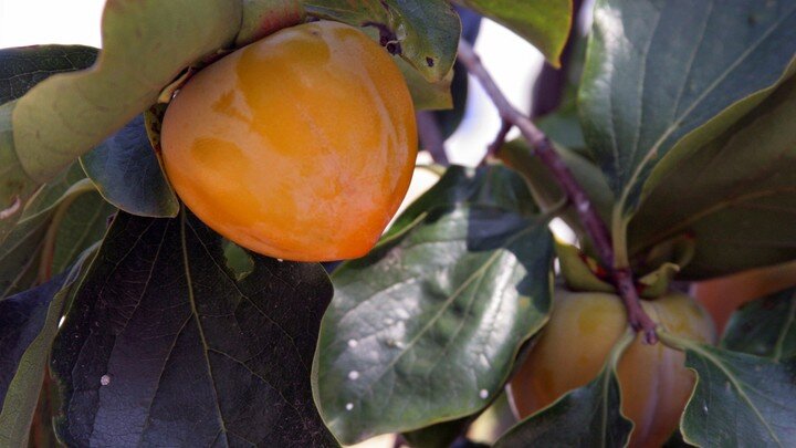 ФОТО: ANVAR GALEEV/GLOBALLOOKPRESS