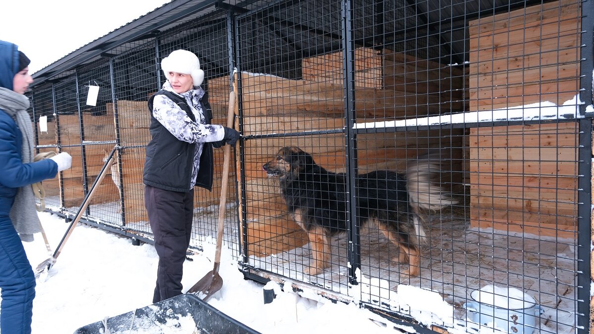    В Сургуте направят 14 млн рублей на новые будки для собак : это хорошо, но проблемы не решит