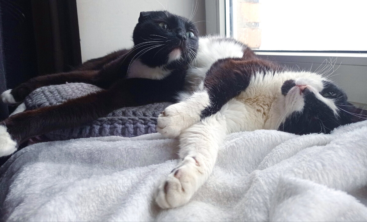 Геральт и Сурен решили не рожать и прекрасно себя чувствуют