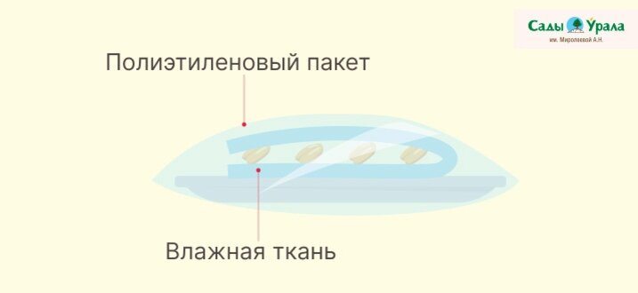 Замачивание семян баклажана