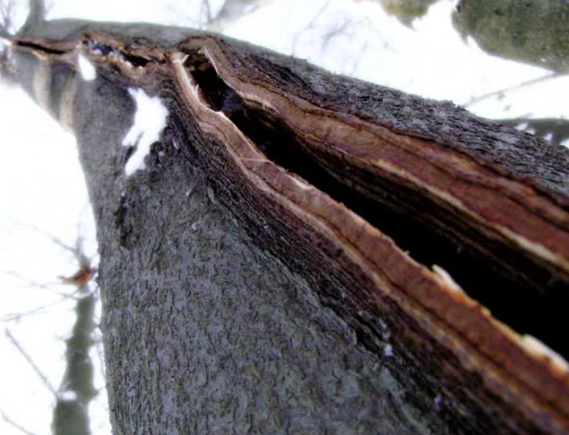 Трещины в стволе дерева. Морозобойные трещины. Трещина в стволе дерева. Морозная трещина древесины. Морозобойные трещины на деревьях.