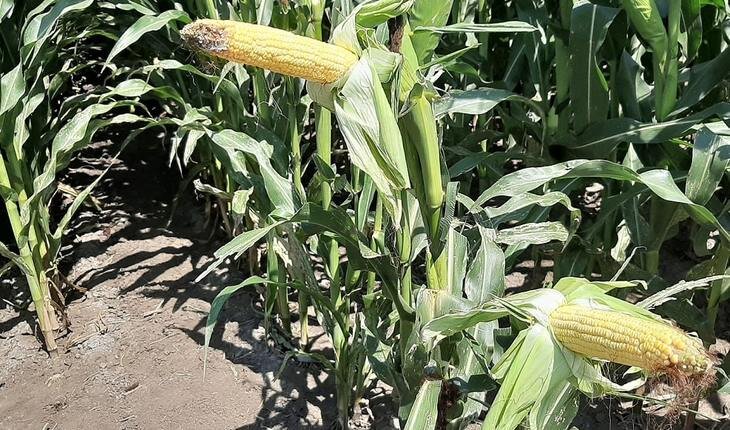    Европейские фермеры опасаются бразильской конкуренции после маневров комиссии ЕС