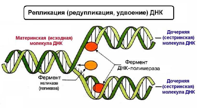 Какой процесс происходящий с генетической информацией клетки изображен на схеме у клеток