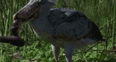 Рис. 3 Поимка рыбы