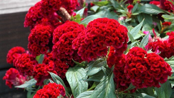 Целозия (Celosia)