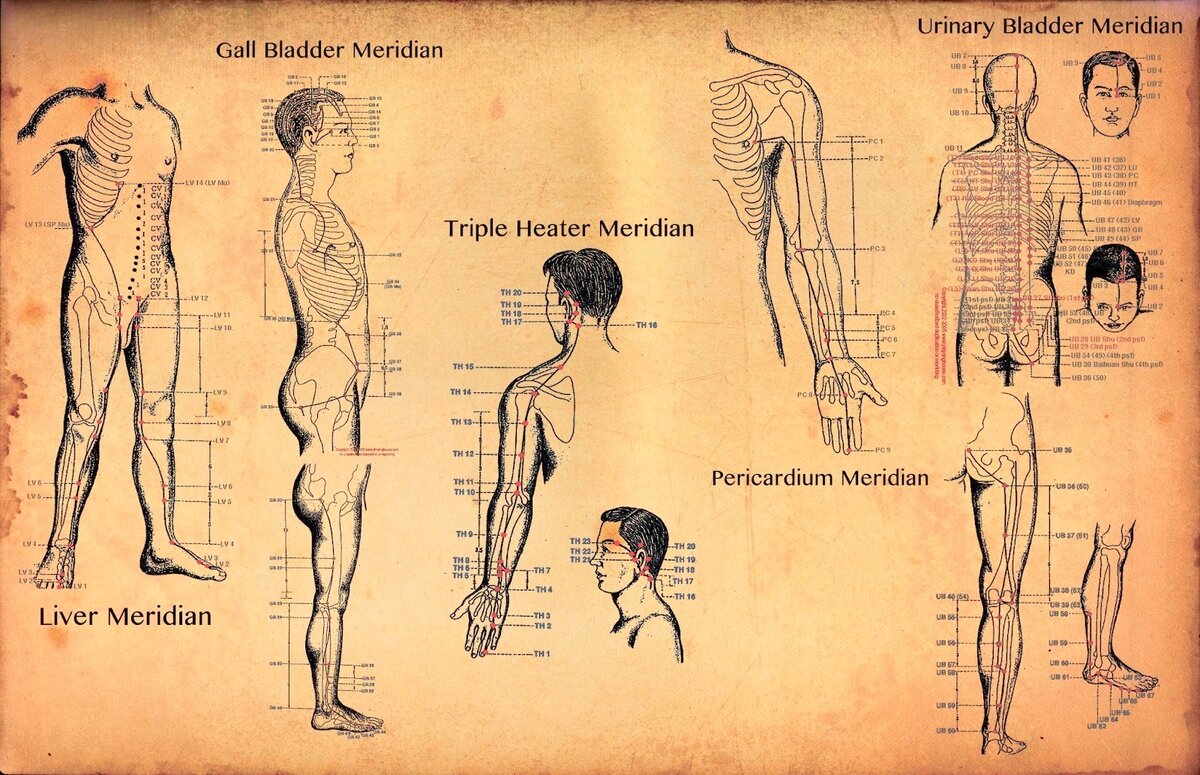 Меридианы на теле человека, в анатомии ещё сложнее.
