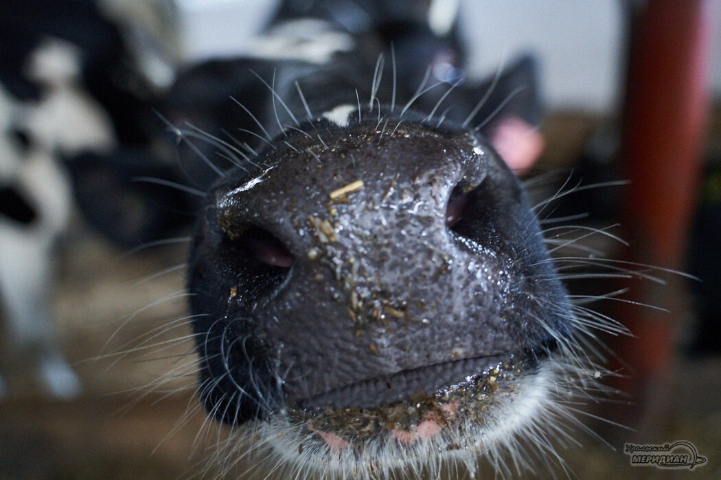    Фото Лидия Аникина © ИА «Уральский меридиан» Александр Аникин