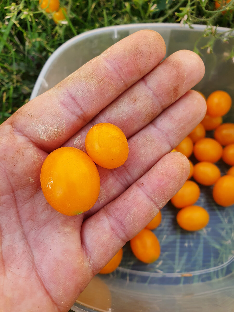 Самые вкусные сорта помидоров, которые стоит посадить в 2023 году ...
