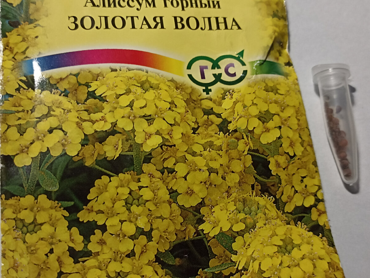 Семена, которые не взошли без стратификации. Фото автора
