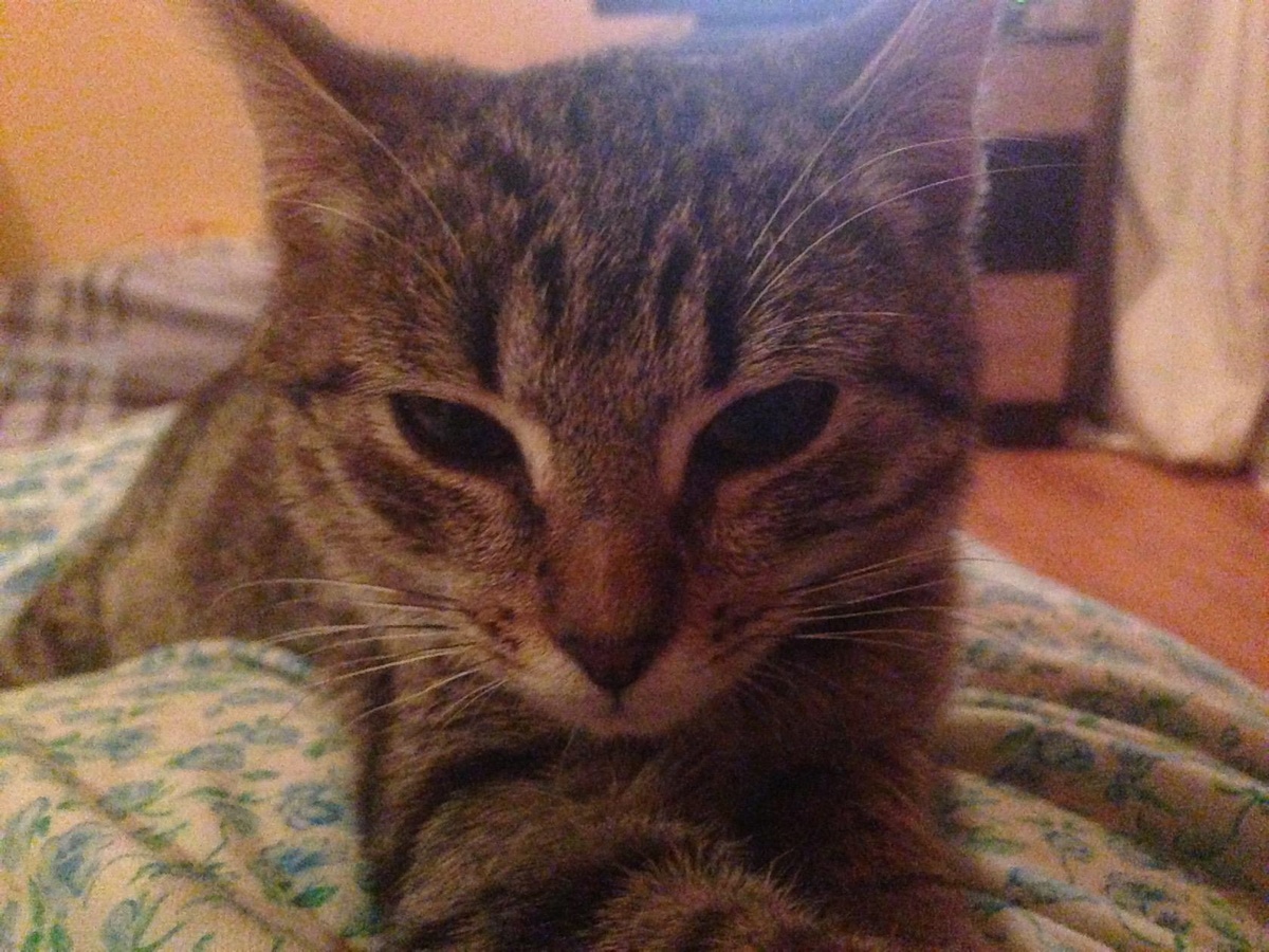 Через неделю после того, как Муся нашлась. Ветеринары сказали, что ей месяца три, или чуть больше.